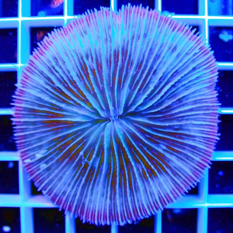 Fungia sp Australie Fungia sp Australie