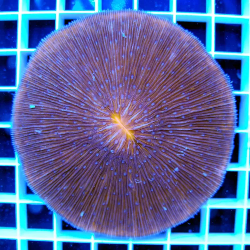 Fungia sp Australie Fungia sp Australie