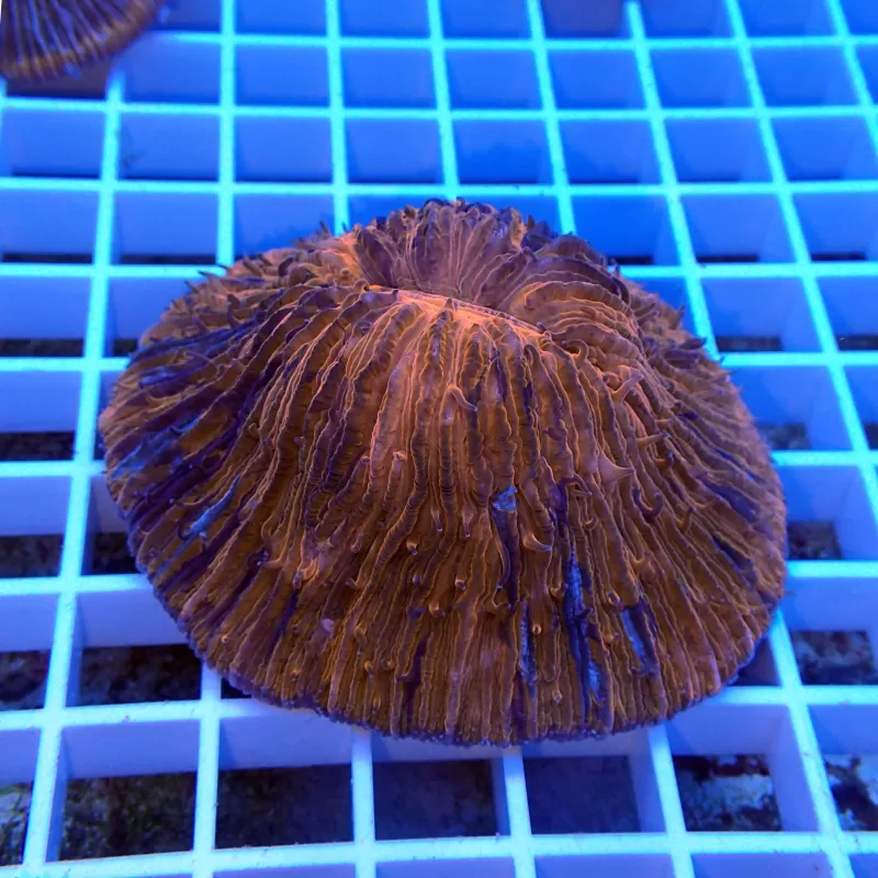 Fungia sp Australie Fungia sp Australie