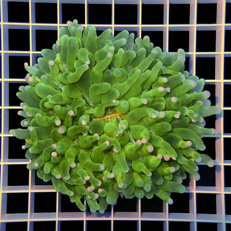 Heliofungia actiniformis Green XL size Heliofungia actiniformis Green XL size