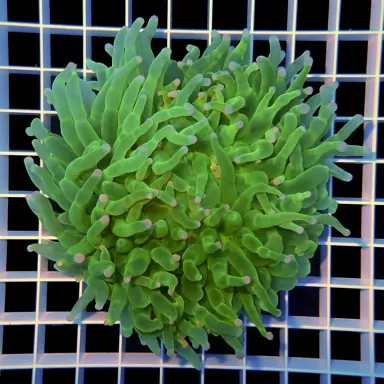 Heliofungia actiniformis Green XL size