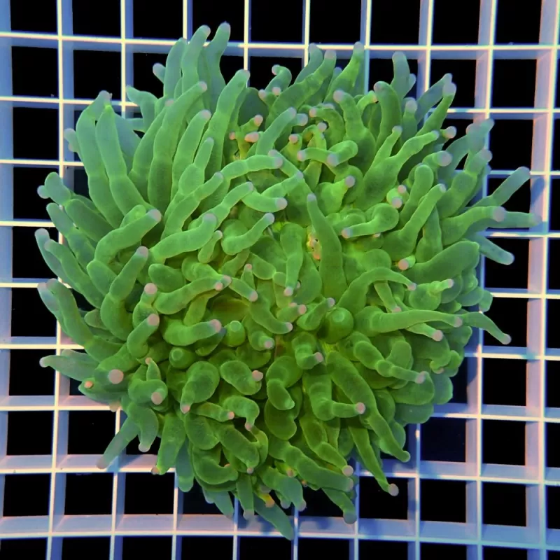 Heliofungia actiniformis Green XL size Heliofungia actiniformis Green XL size