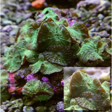 Discosoma sp. sortiert auf Felsen | Coralandfishstore.nl