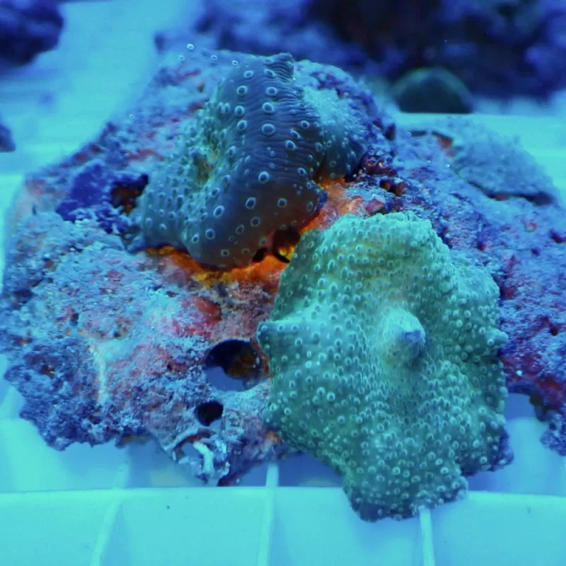 Discosoma Ass. Green (M) Indonesie Discosoma Ass. Green (M) Indonesie