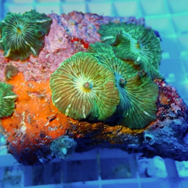 Discosoma Ass. Green (M) Indonesie Discosoma Ass. Green (M) Indonesie
