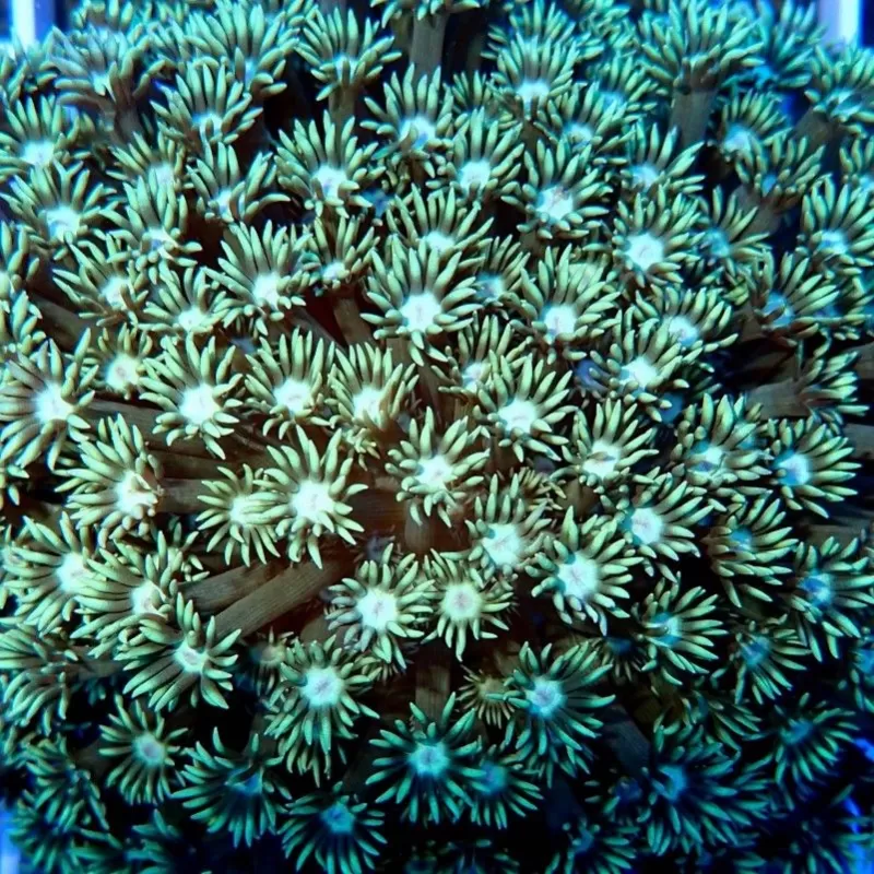 Goniopora sp. Green Australie T-size (frag) Goniopora sp. Green Australie T-size (frag)