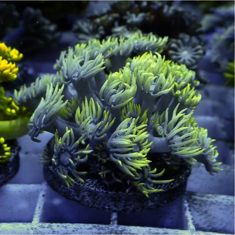 Goniopora sp. Green Australie T-size (frag) Goniopora sp. Green Australie T-size (frag)