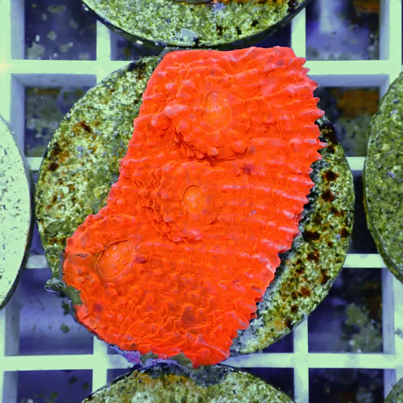 Echinopora Red sp Echinopora Red sp
