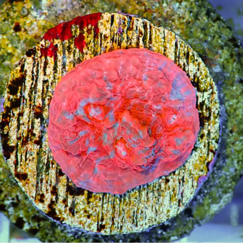 Echinopora Red sp Echinopora Red sp