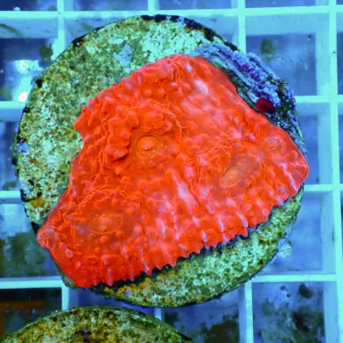 Echinopora Red sp