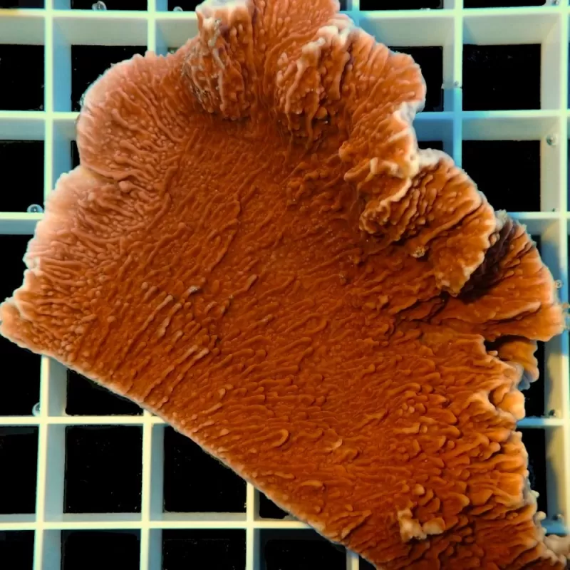 Montipora sp Australie Montipora sp Australie