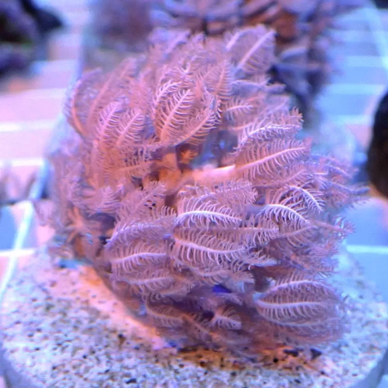 Xenia umbelata S size Xenia umbelata S size