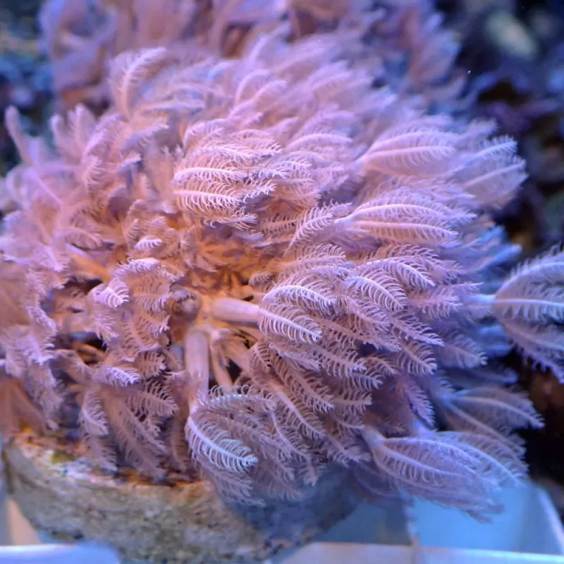 Xenia umbelata S size Xenia umbelata S size