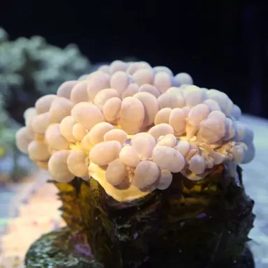 Kaufen Sie Physogyra Lichtensteini Australien S-Größe | Coralandfishstore.nl