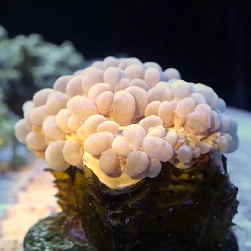 Physogyra Lichtensteini frag Australie Physogyra Lichtensteini frag Australie