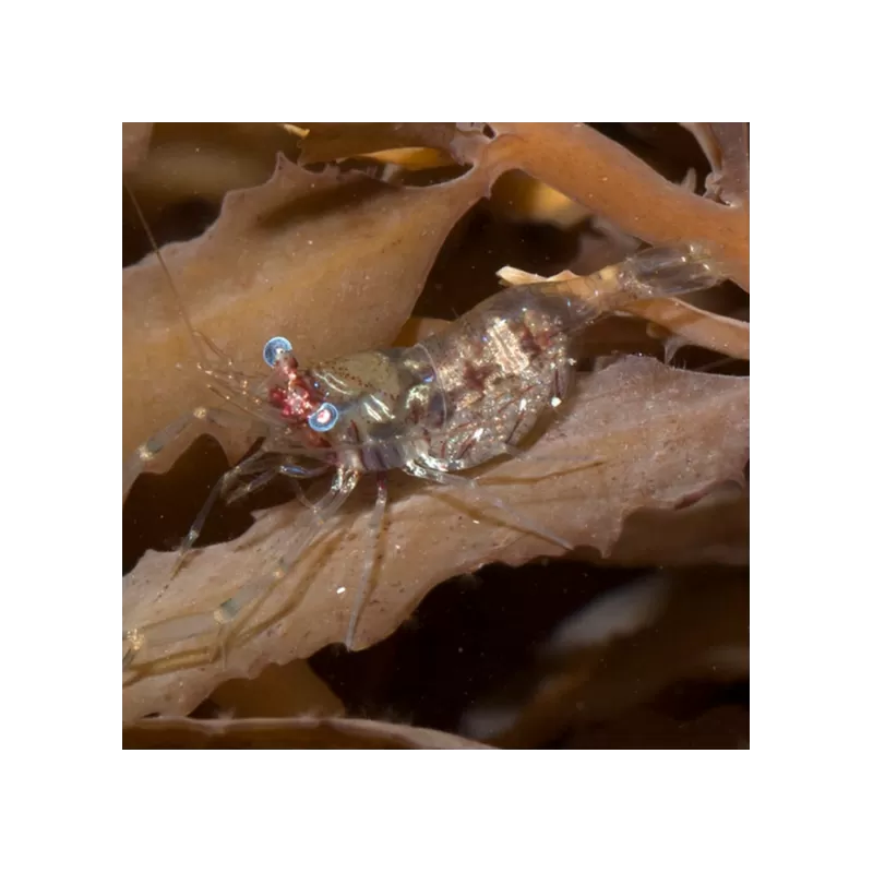 periclimenes sp. periclimenes sp.