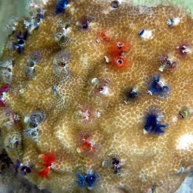 Porites Bisperma spp M-size