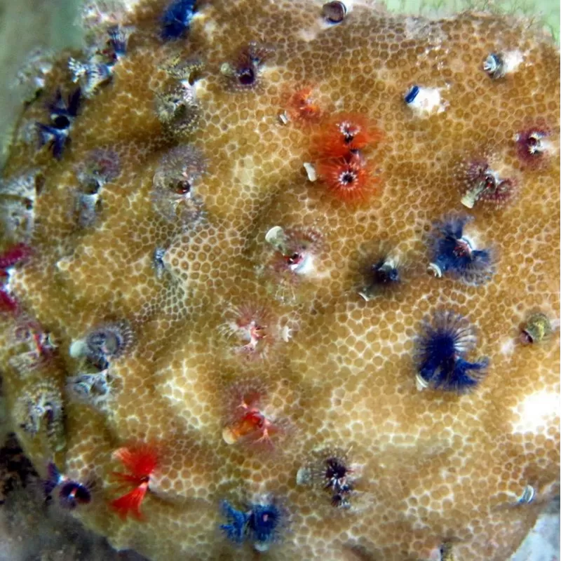 Porites Bisperma spp M-size Porites Bisperma spp M-size