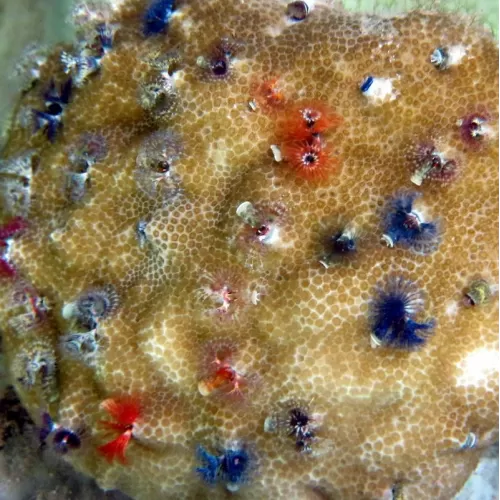 Porites Bisperma spp M-size