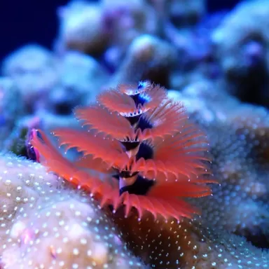 Porites Bisperma spp M-size