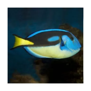 Paracanthurus Hepatus (M) Yellowbelly