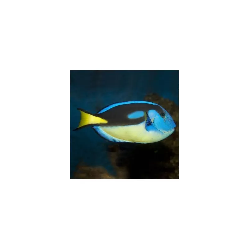 Paracanthurus Hepatus (M) Yellowbelly Paracanthurus Hepatus (M) Yellowbelly