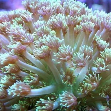 Goniopora Stokesi Ultra Green - Golf Ball kopen | Coralandfishstore.nl