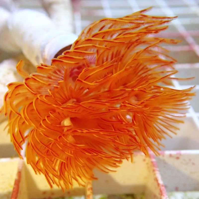 Protula Bispiralis Orange Protula Bispiralis Orange