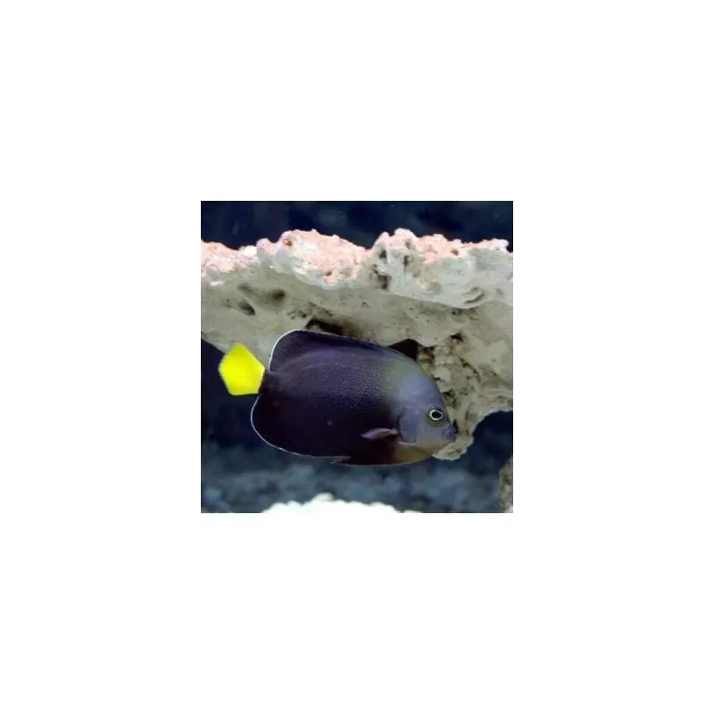 Chaetodontoplus Melanosoma (Juv) Chaetodontoplus Melanosoma (Juv)