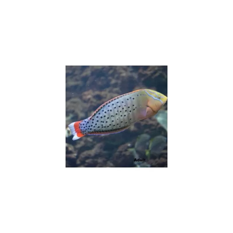 Coris formosa (M) Coris formosa (M)