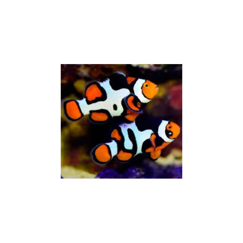 Amphiprion Percula Picasso A1 Amphiprion Percula Picasso A1