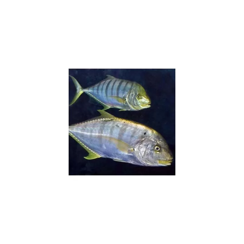 Gnathanodon Speciosus (M) Gnathanodon Speciosus (M)