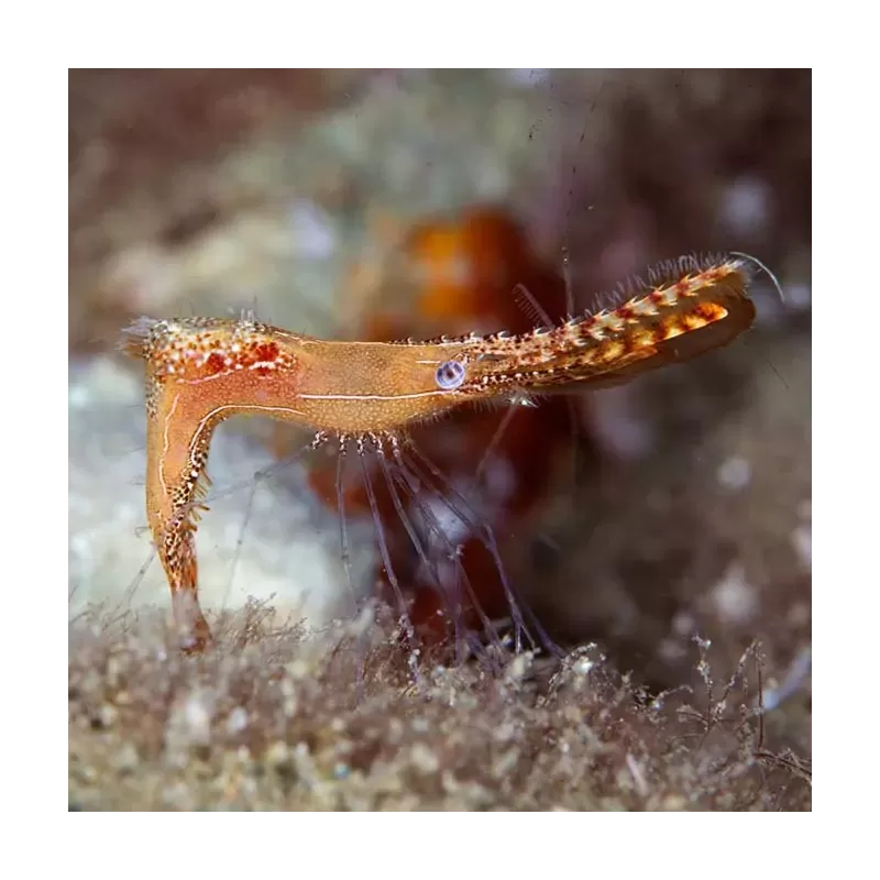 Leander Plumosus