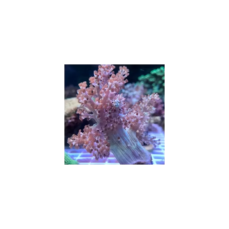 Capnella Kenia Tree M-Size