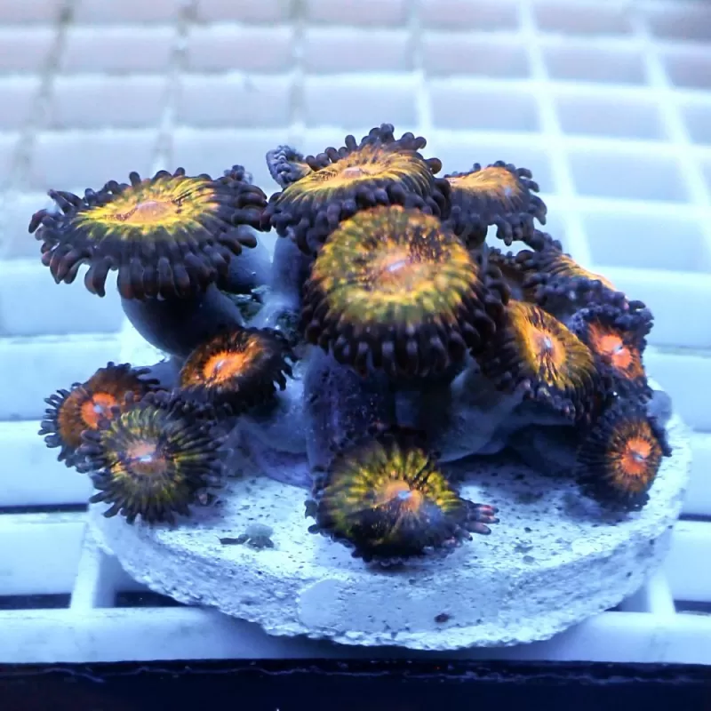 Zoanthus Pink N Gold S-size Zoanthus Pink N Gold S-size