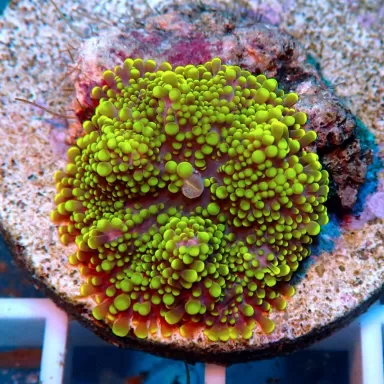 Ricordea Yuma Ultra Green kaufen | Coralandfishstore.nl