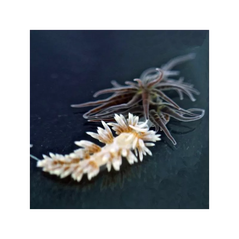 Berghia Nudibranch ( tegen glasanemonen ) Berghia Nudibranch ( tegen glasanemonen )