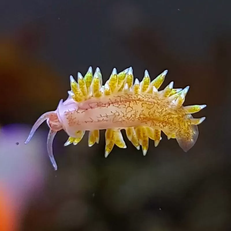 Berghia Nudibranch ( tegen glasanemonen ) Berghia Nudibranch ( tegen glasanemonen )