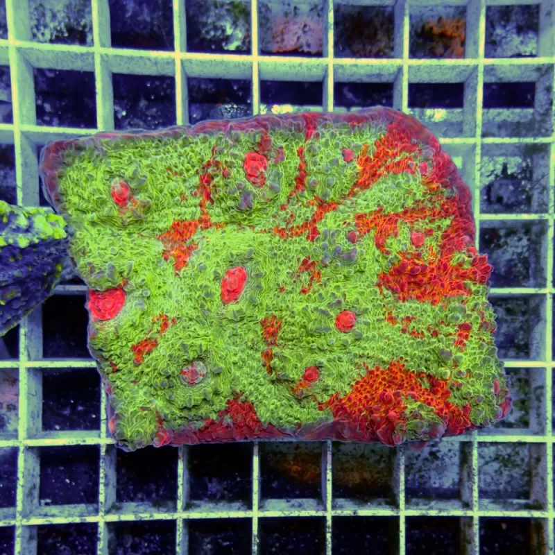 Echinopora Sp Multicolors L Size Echinopora Sp Multicolors L Size
