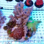 Coral Garden On Rock Mix Corals L-size Indonesia