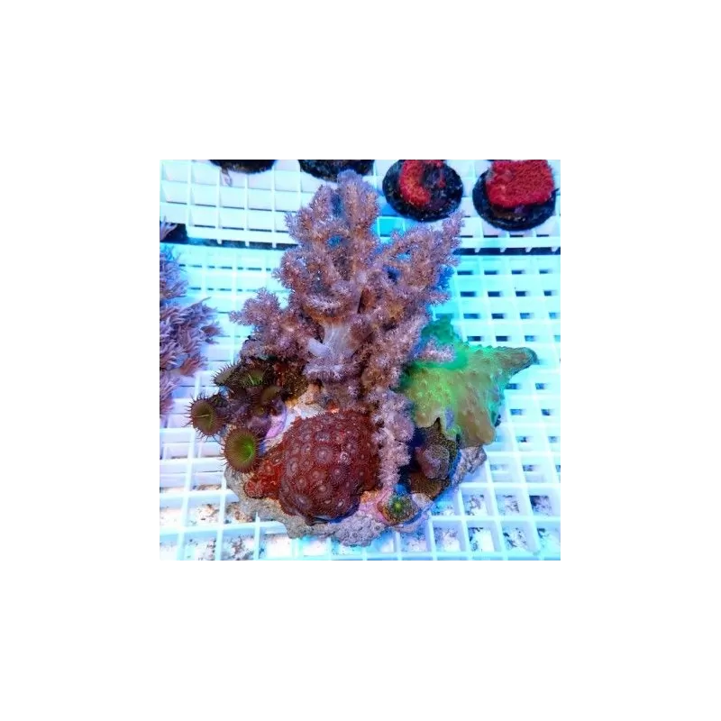 Coral Garden On Rock Mix Corals L size Indonesia