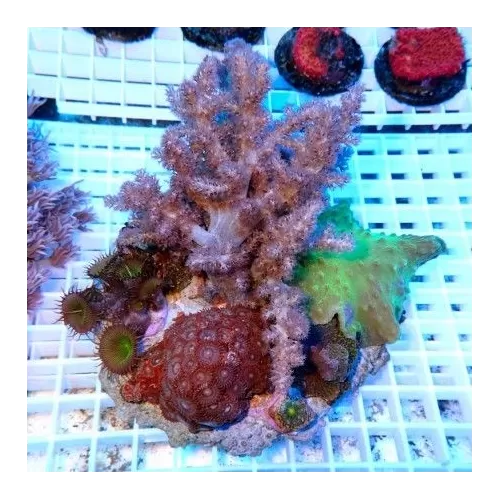 Coral Garden On Rock Mix Corals L size Indonesia