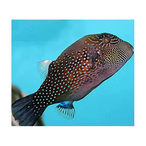 Canthigaster Amboinensis