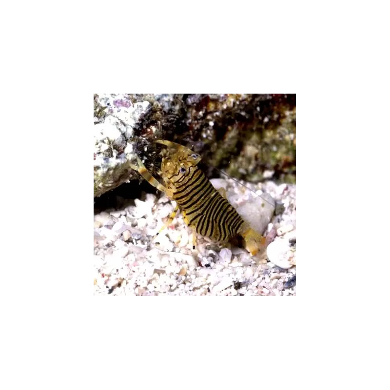 Gnathophyllum sp Gnathophyllum sp