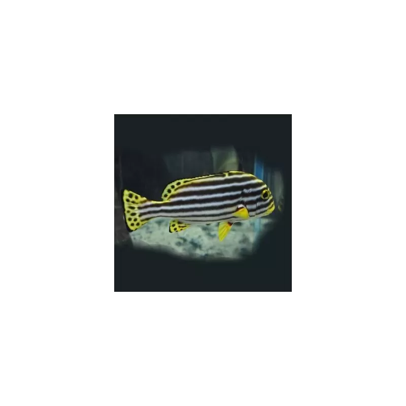 Plectorhinchus Diagrammus L Plectorhinchus Diagrammus L