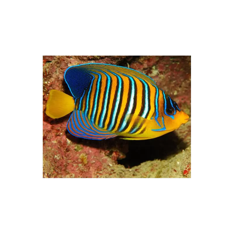 Pygoplites Diacanthus Red Sea Juv (T) Pygoplites Diacanthus Red Sea Juv (T)