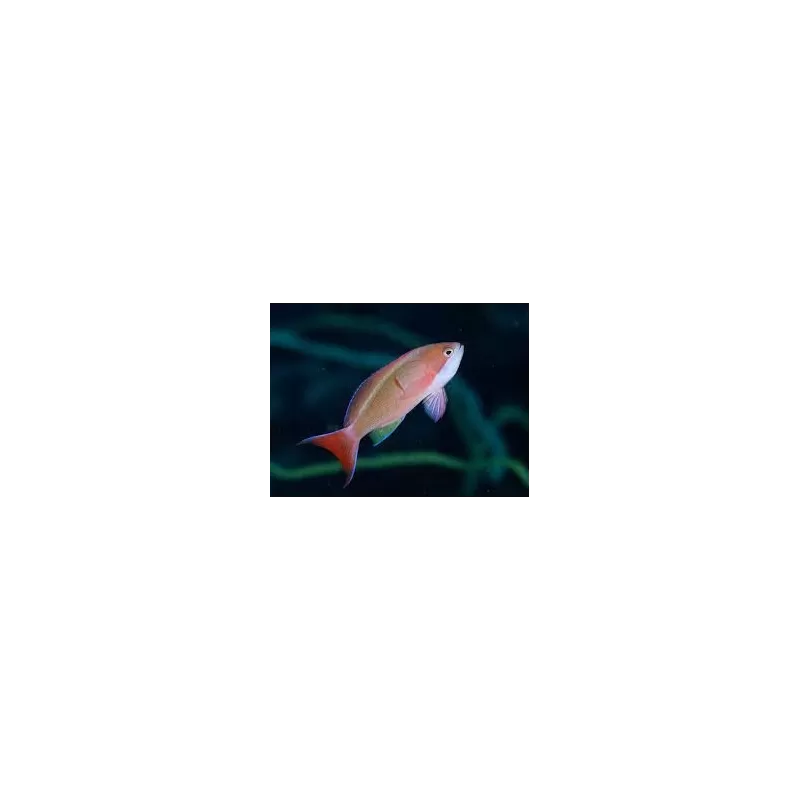 Pseudanthias Cooperi Pseudanthias Cooperi
