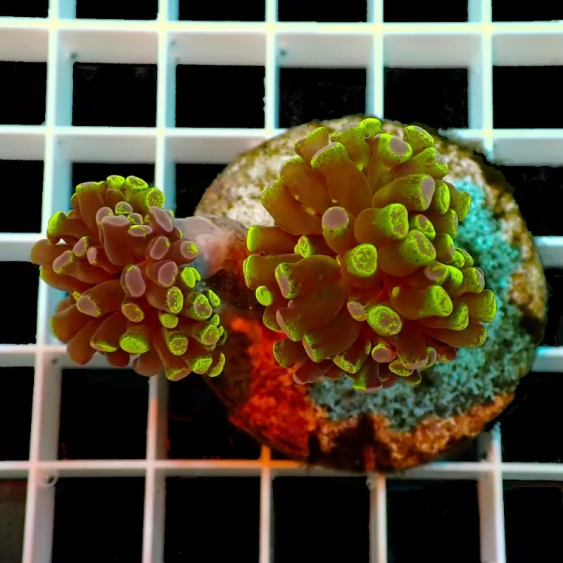 Euphyllia Paradivisa Two Tones Ultra Green blue M size Euphyllia Paradivisa Two Tones Ultra Green blue M size