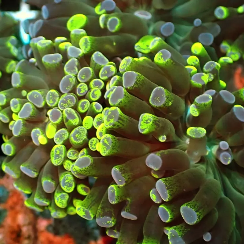 Euphyllia Paradivisa Two Tones Ultra Green blue M size Euphyllia Paradivisa Two Tones Ultra Green blue M size