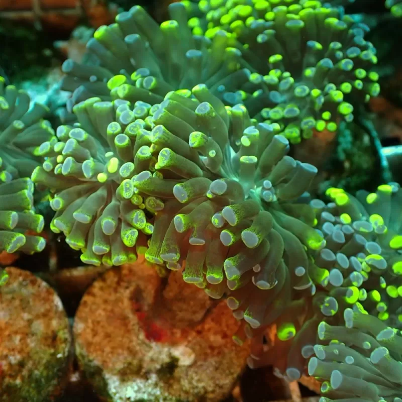 Euphyllia Paradivisa Two Tones Ultra Green blue M size Euphyllia Paradivisa Two Tones Ultra Green blue M size